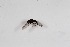 (Verrallia sp. China1 - CNC572012)  @11 [ ] No Rights Reserved (2016) Unspecified CNC