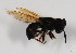  (Callicera erratica - CNC575039)  @11 [ ] No Rights Reserved (2015) Unspecified CNC