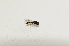  (Melanostoma bituberculatum - S._Bot_Specimen93)  @11 [ ] No Rights Reserved (2015) Unspecified CNC