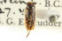 (Sigara grossolineata - CNC#HEM300337)  @11 [ ] CreativeCommons - Attribution (2011) CNC/CBG Photography Group Centre for Biodiversity Genomics