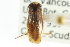  (Sigara omani - CNC#HEM300338)  @11 [ ] CreativeCommons - Attribution (2011) CNC/CBG Photography Group Centre for Biodiversity Genomics