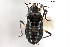  ( - CNC#HEM300382)  @11 [ ] CreativeCommons - Attribution (2011) CNC/CBG Photography Group Centre for Biodiversity Genomics