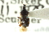  ( - CNC#HEM300430)  @11 [ ] CreativeCommons - Attribution (2011) CNC/CBG Photography Group Centre for Biodiversity Genomics