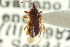  ( - CNC#HEM300432)  @11 [ ] CreativeCommons - Attribution (2011) CNC/CBG Photography Group Centre for Biodiversity Genomics