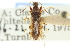  ( - CNC#HEM300564)  @11 [ ] CreativeCommons - Attribution (2011) CNC/CBG Photography Group Centre for Biodiversity Genomics