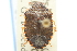  ( - CNC#HEM300580)  @11 [ ] CreativeCommons - Attribution (2011) CNC/CBG Photography Group Centre for Biodiversity Genomics