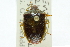  ( - CNC#HEM300599)  @14 [ ] CreativeCommons - Attribution (2011) CNC/CBG Photography Group Centre for Biodiversity Genomics