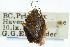  ( - CNC#HEM300601)  @13 [ ] CreativeCommons - Attribution (2011) CNC/CBG Photography Group Centre for Biodiversity Genomics