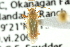  (Orthotylus robineaui - CNC#HEM300760)  @11 [ ] CreativeCommons - Attribution (2011) CNC/CBG Photography Group Centre for Biodiversity Genomics