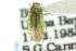  (Orthotylus virescens - CNC#HEM300763)  @14 [ ] CreativeCommons - Attribution (2011) CNC/CBG Photography Group Centre for Biodiversity Genomics