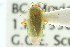  ( - CNC#HEM300768)  @14 [ ] CreativeCommons - Attribution (2011) CNC/CBG Photography Group Centre for Biodiversity Genomics