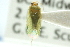  ( - CNC#HEM300769)  @14 [ ] CreativeCommons - Attribution (2011) CNC/CBG Photography Group Centre for Biodiversity Genomics
