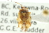  ( - CNC#HEM300818)  @11 [ ] CreativeCommons - Attribution (2011) CNC/CBG Photography Group Centre for Biodiversity Genomics