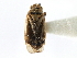  ( - CNC#HEM300824)  @11 [ ] CreativeCommons - Attribution (2011) CNC/CBG Photography Group Centre for Biodiversity Genomics