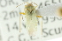  ( - CNC#HEM300833)  @11 [ ] CreativeCommons - Attribution (2011) CNC/CBG Photography Group Centre for Biodiversity Genomics