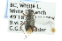  ( - CNC#HEM300893)  @11 [ ] CreativeCommons - Attribution (2011) CNC/CBG Photography Group Centre for Biodiversity Genomics