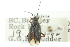  ( - CNC#HEM300895)  @11 [ ] CreativeCommons - Attribution (2011) CNC/CBG Photography Group Centre for Biodiversity Genomics