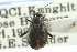  ( - CNC#HEM300896)  @11 [ ] CreativeCommons - Attribution (2011) CNC/CBG Photography Group Centre for Biodiversity Genomics