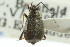  ( - CNC#HEM300899)  @11 [ ] CreativeCommons - Attribution (2011) CNC/CBG Photography Group Centre for Biodiversity Genomics