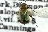  ( - CNC#HEM300943)  @11 [ ] CreativeCommons - Attribution (2011) CNC/CBG Photography Group Centre for Biodiversity Genomics