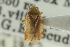  ( - CNC#HEM300977)  @11 [ ] CreativeCommons - Attribution (2011) CNC/CBG Photography Group Centre for Biodiversity Genomics