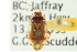  ( - CNC#HEM300984)  @11 [ ] CreativeCommons - Attribution (2011) CNC/CBG Photography Group Centre for Biodiversity Genomics