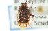  ( - CNC#HEM300992)  @11 [ ] CreativeCommons - Attribution (2011) CNC/CBG Photography Group Centre for Biodiversity Genomics