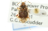  ( - CNC#HEM300993)  @11 [ ] CreativeCommons - Attribution (2011) CNC/CBG Photography Group Centre for Biodiversity Genomics