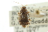  ( - CNC#HEM301027)  @11 [ ] CreativeCommons - Attribution (2011) CNC/CBG Photography Group Centre for Biodiversity Genomics