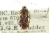  ( - CNC#HEM301028)  @11 [ ] CreativeCommons - Attribution (2011) CNC/CBG Photography Group Centre for Biodiversity Genomics