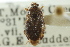  ( - CNC#HEM301029)  @11 [ ] CreativeCommons - Attribution (2011) CNC/CBG Photography Group Centre for Biodiversity Genomics