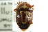  ( - CNC#HEM301274)  @11 [ ] CreativeCommons - Attribution (2011) CNC/CBG Photography Group Centre for Biodiversity Genomics