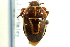  ( - CNC#HEM301275)  @11 [ ] CreativeCommons - Attribution (2011) CNC/CBG Photography Group Centre for Biodiversity Genomics