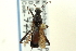  ( - CNC#HEM301331)  @13 [ ] CreativeCommons - Attribution (2011) CNC/CBG Photography Group Centre for Biodiversity Genomics