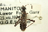  ( - CNC#HEM301332)  @11 [ ] CreativeCommons - Attribution (2011) CNC/CBG Photography Group Centre for Biodiversity Genomics