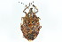  ( - CNC#HEM301759)  @11 [ ] CreativeCommons - Attribution (2011) CNC/CBG Photography Group Centre for Biodiversity Genomics