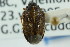  ( - CNC#HEM301814)  @13 [ ] CreativeCommons - Attribution (2011) CNC/CBG Photography Group Centre for Biodiversity Genomics