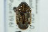  ( - CNC#HEM301816)  @12 [ ] CreativeCommons - Attribution (2011) CNC/CBG Photography Group Centre for Biodiversity Genomics