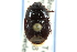  ( - CNC#HEM301954)  @11 [ ] CreativeCommons - Attribution (2011) CNC/CBG Photography Group Centre for Biodiversity Genomics