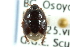  ( - CNC#HEM301956)  @13 [ ] CreativeCommons - Attribution (2011) CNC/CBG Photography Group Centre for Biodiversity Genomics