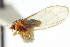  ( - CNC#HEM310007)  @11 [ ] CreativeCommons - Attribution (2011) CNC/CBG Photography Group Centre for Biodiversity Genomics