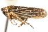  ( - CNC#HEM400076)  @11 [ ] CreativeCommons - Attribution (2011) CNC/CBG Photography Group Centre for Biodiversity Genomics