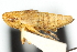  ( - CNC#HEM400078)  @11 [ ] CreativeCommons - Attribution (2011) CNC/CBG Photography Group Centre for Biodiversity Genomics
