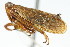  ( - CNC#HEM400112)  @11 [ ] CreativeCommons - Attribution (2011) CNC/CBG Photography Group Centre for Biodiversity Genomics