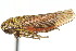  ( - CNC#HEM400171)  @11 [ ] CreativeCommons - Attribution (2011) CNC/CBG Photography Group Centre for Biodiversity Genomics