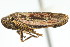  ( - CNC#HEM400173)  @11 [ ] CreativeCommons - Attribution (2011) CNC/CBG Photography Group Centre for Biodiversity Genomics