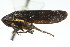  ( - CNC#HEM400174)  @14 [ ] CreativeCommons - Attribution (2011) CNC/CBG Photography Group Centre for Biodiversity Genomics
