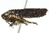  ( - CNC#HEM400175)  @13 [ ] CreativeCommons - Attribution (2011) CNC/CBG Photography Group Centre for Biodiversity Genomics