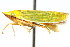  ( - CNC#HEM400202)  @14 [ ] CreativeCommons - Attribution (2011) CNC/CBG Photography Group Centre for Biodiversity Genomics