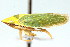  ( - CNC#HEM400203)  @14 [ ] CreativeCommons - Attribution (2011) CNC/CBG Photography Group Centre for Biodiversity Genomics